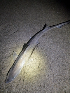 シロザメの釣果