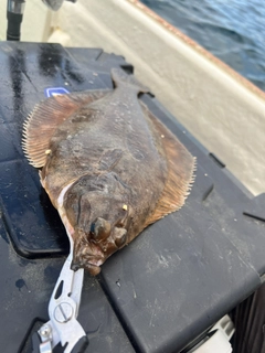 カレイの釣果