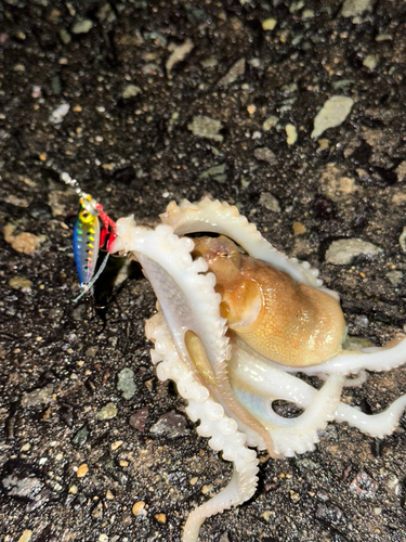 タコの釣果