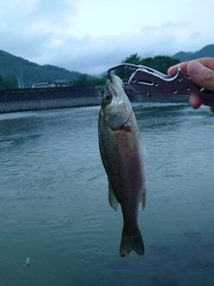 スズキの釣果