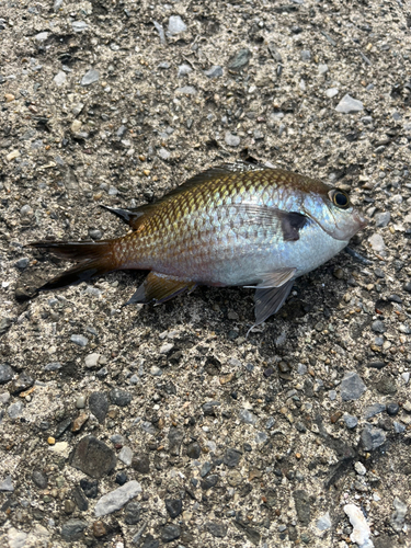 スズメダイの釣果