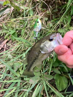 ラージマウスバスの釣果