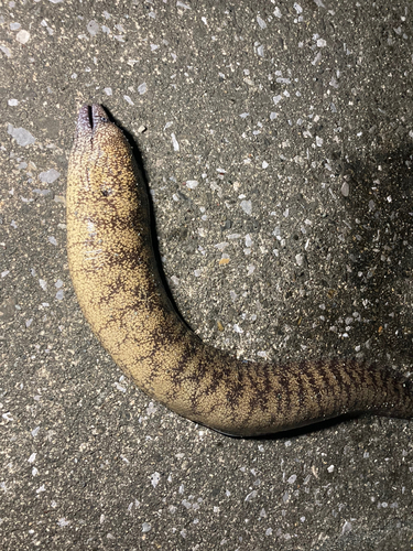 ウツボの釣果