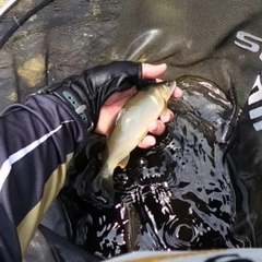 アユの釣果