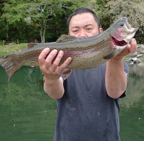 サクラマスの釣果