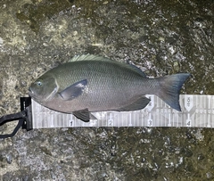 クチブトグレの釣果