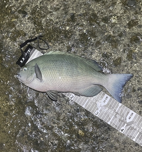 クチブトグレの釣果