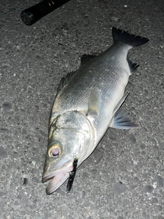 ヒラスズキの釣果