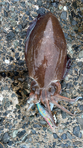 モンゴウイカの釣果