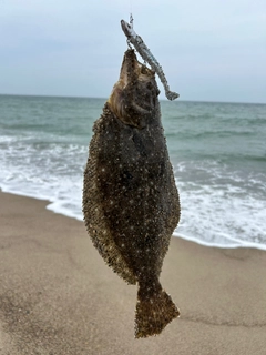 ソゲの釣果