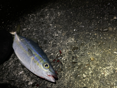 ツムブリの釣果