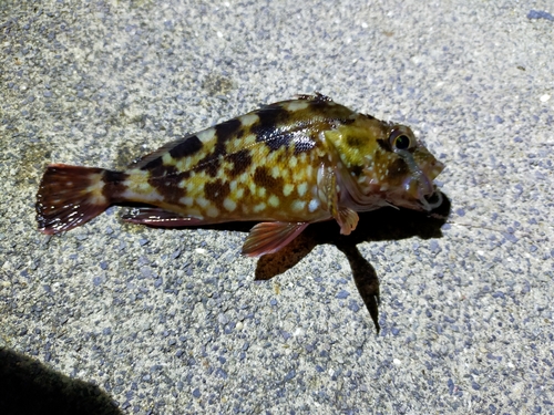 カサゴの釣果