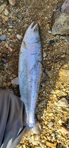 サクラマスの釣果