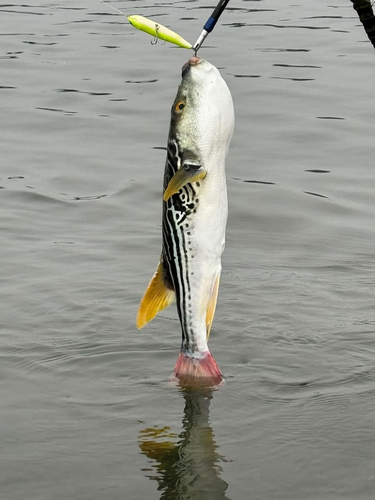 シマフグの釣果