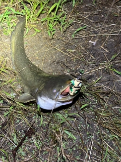 ナマズの釣果