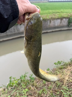 ナマズの釣果