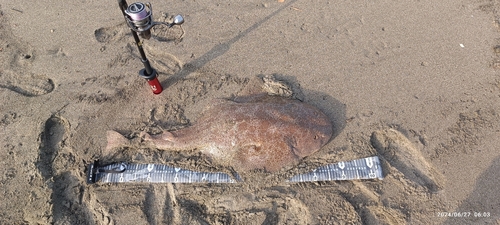 カスザメの釣果