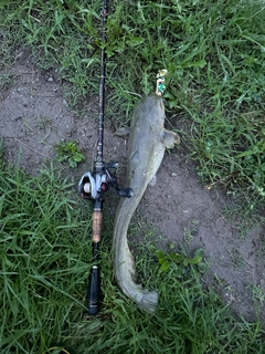 ナマズの釣果