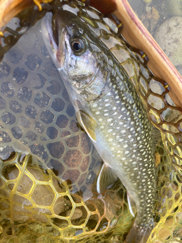 イワナの釣果