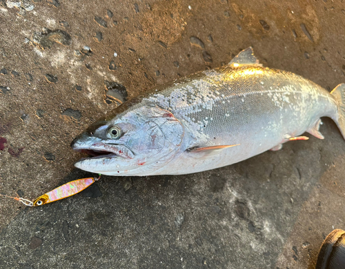 サクラマスの釣果