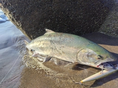 サクラマスの釣果