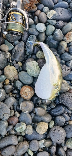 シロサバフグの釣果