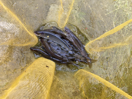 アユの釣果