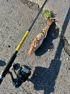 アイナメの釣果