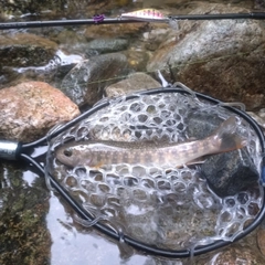 イワナの釣果