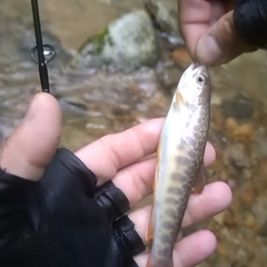 イワナの釣果