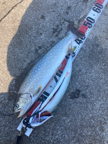 アメマスの釣果