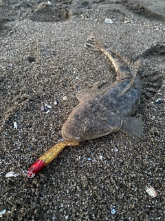 マゴチの釣果