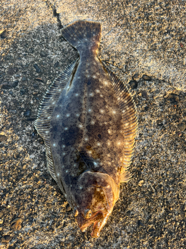 マゴチの釣果