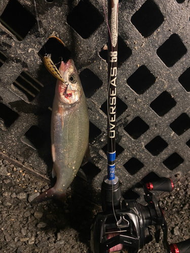 ウグイの釣果