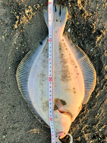 カレイの釣果