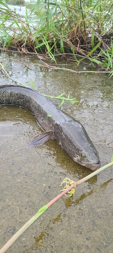 ライギョの釣果