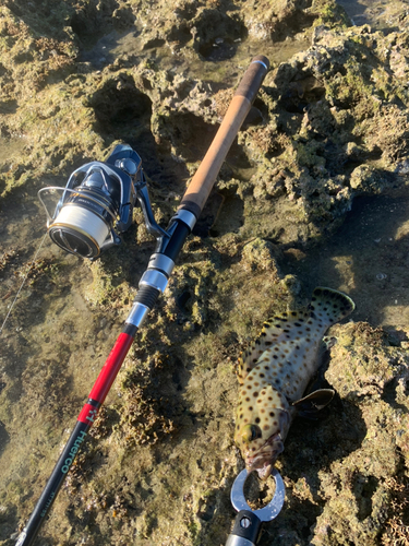 ヤイトハタの釣果