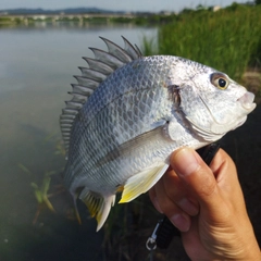 キビレの釣果