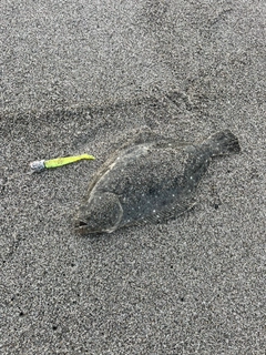 ソゲの釣果