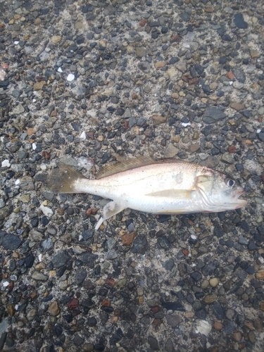 若洲海浜公園海釣り施設