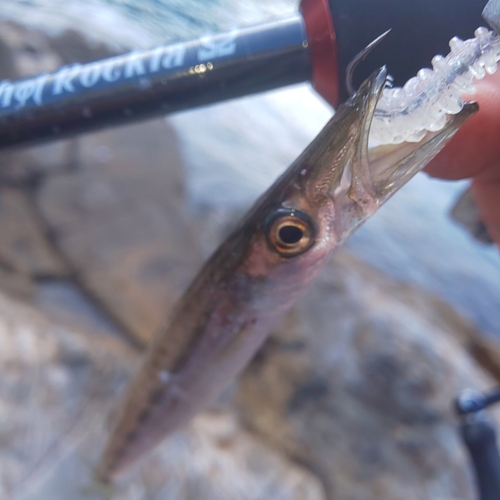 カマスの釣果