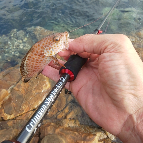 オオモンハタの釣果