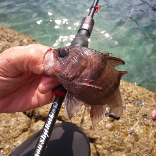 ヨコスジイシモチの釣果