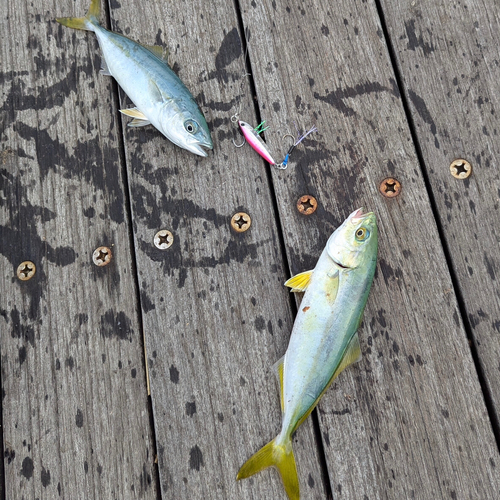 ワカシの釣果