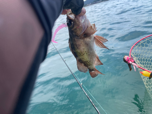 メバルの釣果