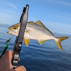 ショゴの釣果