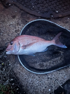 マダイの釣果