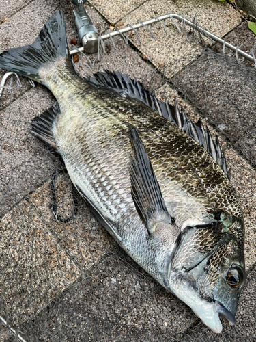 豊洲ぐるり公園