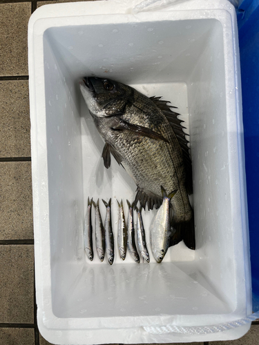 イワシの釣果