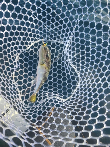 シロサバフグの釣果